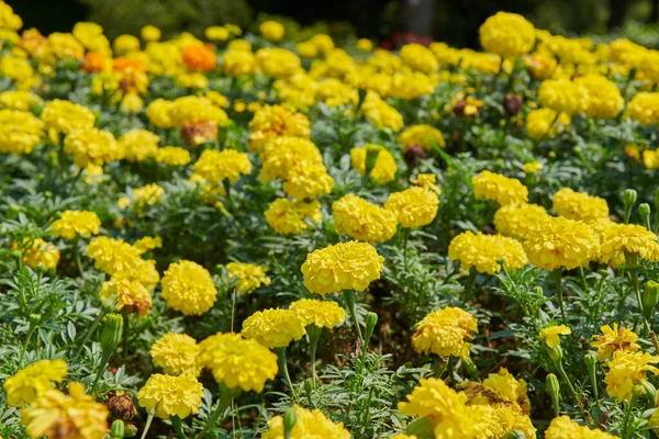 Tagetes Marigolds Botanical Garden Batumi High Quality Photo — Stock Photo, Image