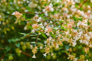 Botanik bahçesinde beyaz çiçekli çalılar. Yüksek kalite fotoğraf
