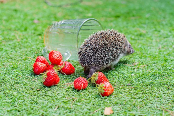 Big Hedgehog Clearing Red Strawberries High Quality Photo — Photo