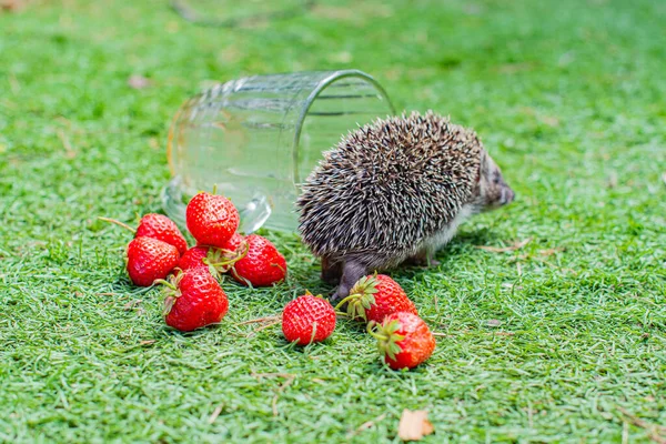 big hedgehog in a clearing with red strawberries. High quality photo