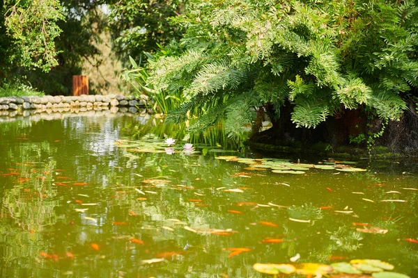 Lake Lilies Botanical Garden Batumi High Quality Photo — 스톡 사진