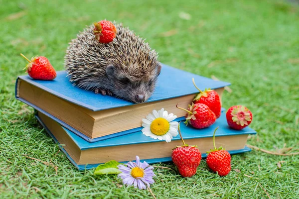 a mug with strawberries and a big hedgehog on the books. High quality photo