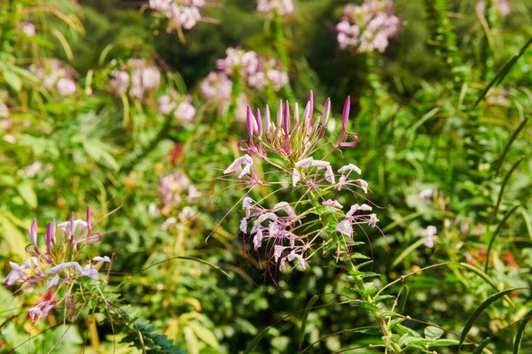 Cleoma Spinoso Nell Orto Botanico Batumi Foto Alta Qualità — Foto Stock