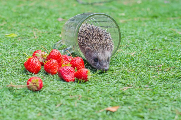 hedgehog in a clearing with red strawberries. High quality photo