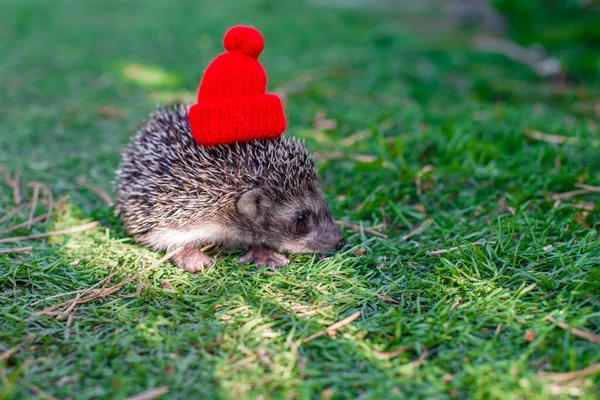 One Prickly Hedgehog Red Cap High Quality Photo — Photo