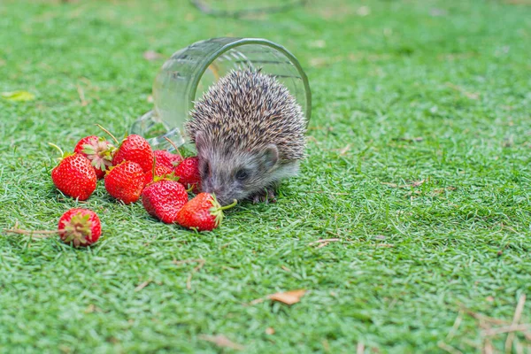 big hedgehog in a clearing with red strawberries. High quality photo