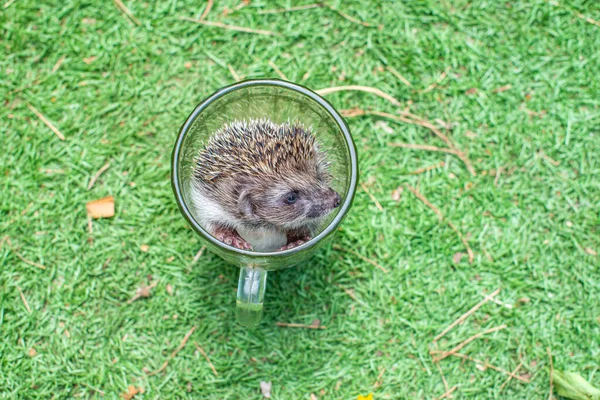 Big Hedgehog Sitting Glass Mug High Quality Photo — Photo