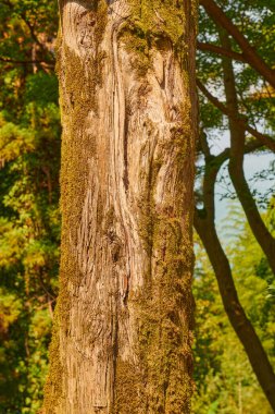 Batumi 'nin botanik bahçesinde sıradışı ağaçlar yetişir. Yüksek kalite fotoğraf