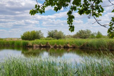 summer landscape on the river with reeds. High quality photo