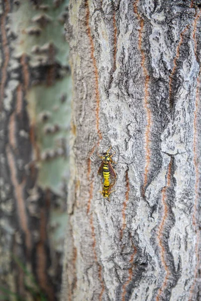 two wasps sit on a tree trunk. High quality photo