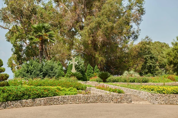 huge trees in the botanical garden in batumi. High quality photo