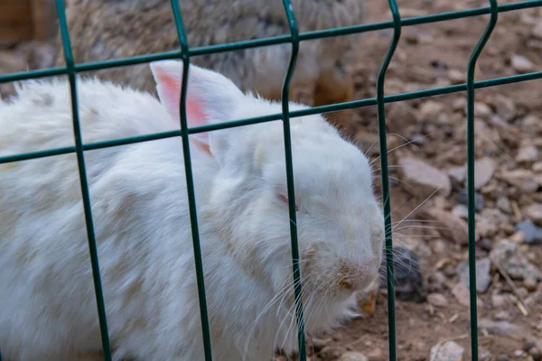 adult gray rabbit eats grass through the bars. High quality photo