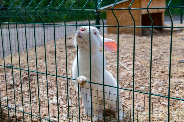 Büyük Sevecen Beyaz Bir Tavşan Kafese Yaklaşıyor Yüksek Kalite Fotoğraf — Stok fotoğraf