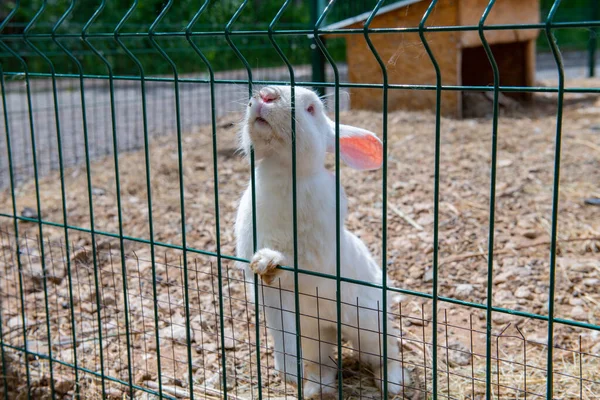 a large affectionate white rabbit approaches the cage. High quality photo