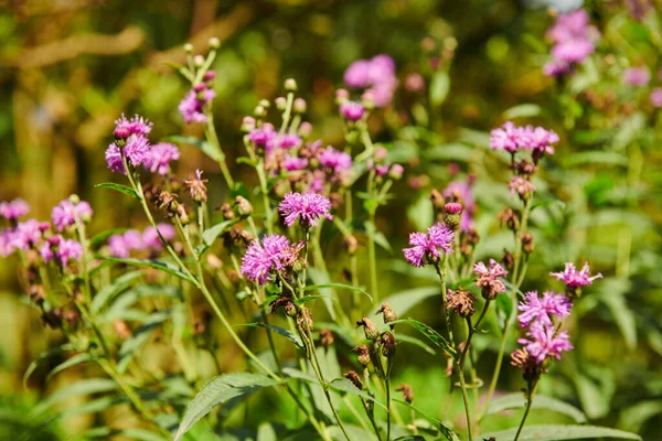 Vernia Arkansas Botanical Garden Batumi High Quality Photo — Fotografia de Stock