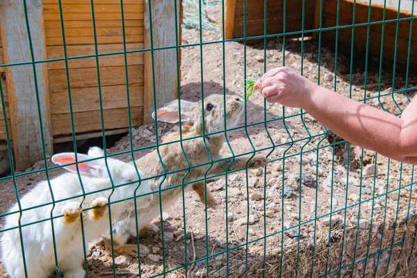 gray and white rabbits sit in a cage. High quality photo