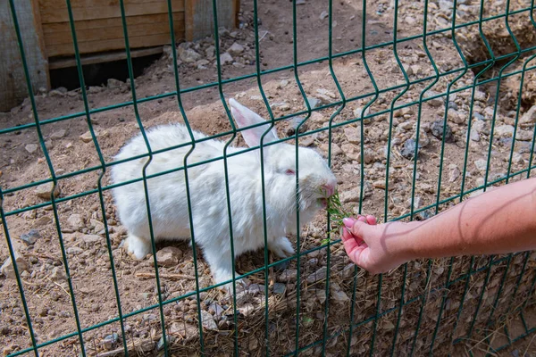 Küçük Beyaz Tavşan Izgaranın Içinden Yiyor Yüksek Kalite Fotoğraf — Stok fotoğraf