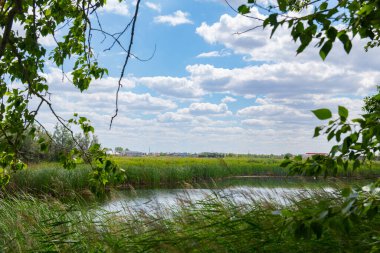 Nehirde sazlıklarla dolu resimsel bir manzara. Yüksek kalite fotoğraf