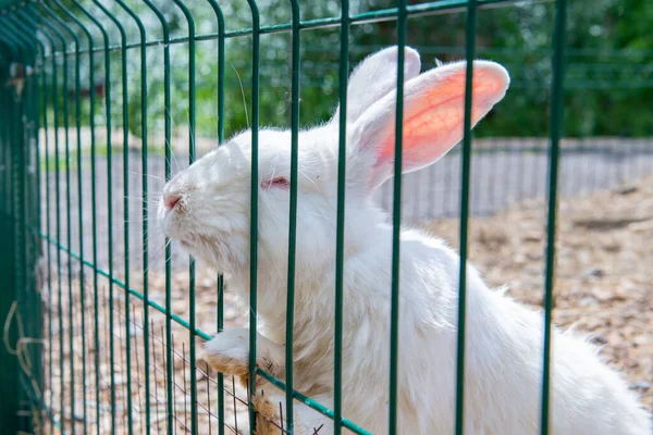 Large Affectionate White Rabbit Approaches Cage High Quality Photo — Stock Photo, Image