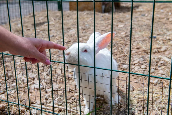 Large Affectionate White Rabbit Approaches Cage High Quality Photo — Stock Photo, Image
