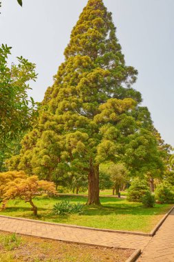 Batumi 'nin botanik bahçesinde sıradışı ağaçlar yetişir. Yüksek kalite fotoğraf