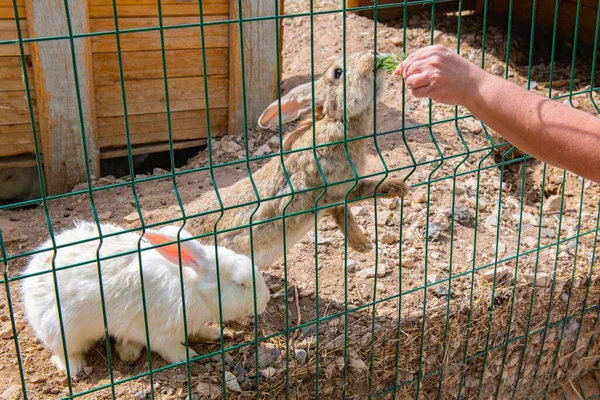 Gray White Rabbits Sit Cage High Quality Photo — Φωτογραφία Αρχείου