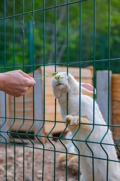 Affectionate White Rabbit Approaches Cage High Quality Photo — Photo