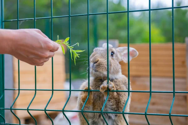 Lapin Blanc Est Nourri Herbe Travers Une Grille Photo Haute — Photo