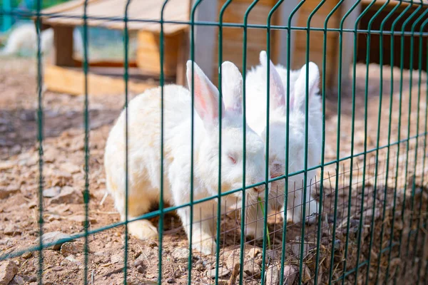 Several White Rabbits Sit Cage High Quality Photo — Stock Photo, Image