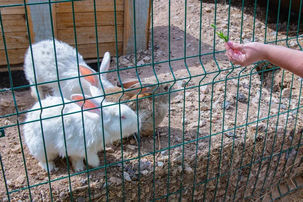 Several White Rabbits Sit Cage High Quality Photo — Φωτογραφία Αρχείου