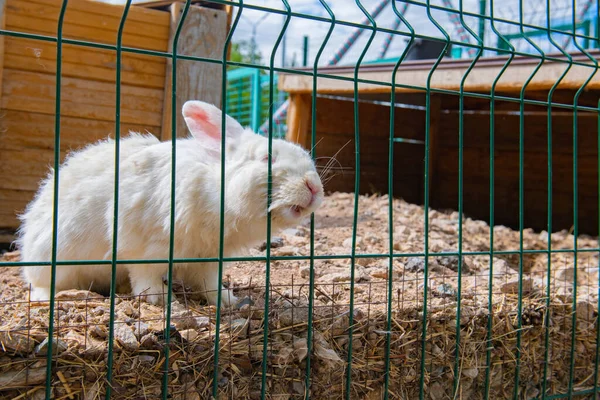 Affectionate White Rabbit Approaches Cage High Quality Photo — Φωτογραφία Αρχείου