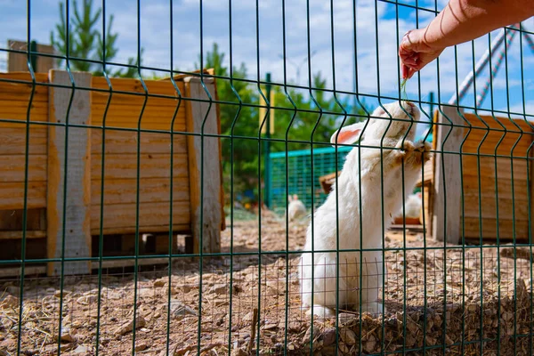 Gras Gevoed Wit Konijn Een Kooi Hoge Kwaliteit Foto — Stockfoto