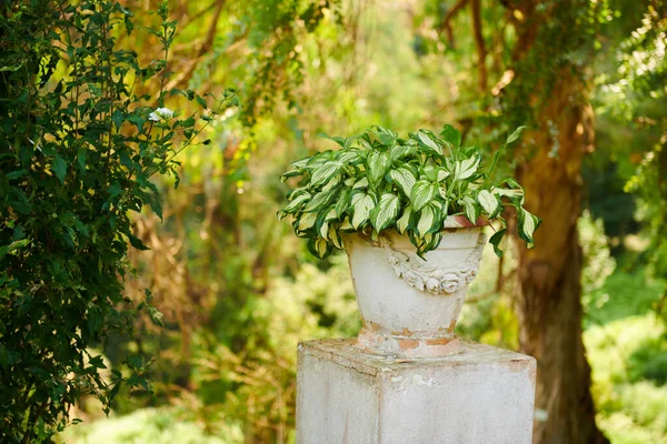 Andusian Flowerpots Botanical Garden Batumi High Quality Photo — 스톡 사진