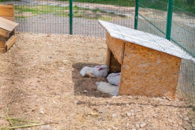 Tavşanlar evde bir kafeste dinleniyor. Yüksek kalite fotoğraf
