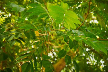 Batumi 'deki botanik bahçesinde ceviz ağacı. Yüksek kalite fotoğraf