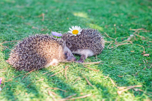 Deux Hérissons Sur Herbe Verte Avec Camomille Photo Haute Qualité — Photo