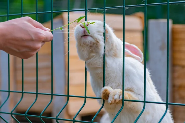 Herbe Nourrie Lapin Blanc Dans Une Cage Photo Haute Qualité — Photo