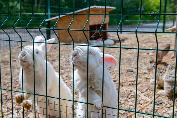 several white rabbits sit in a cage. High quality photo