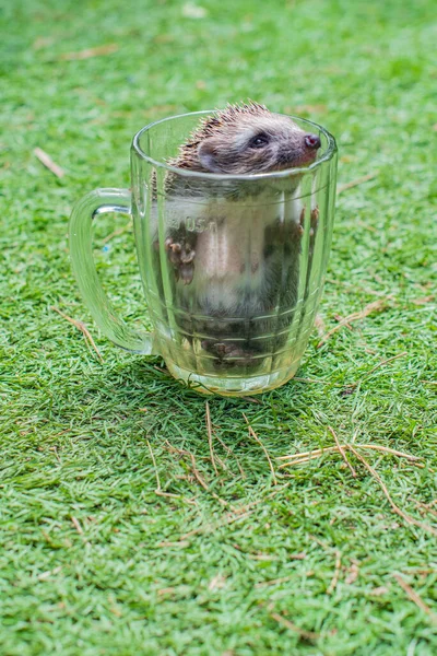 Hérisson Est Assis Dans Une Tasse Verre Photo Haute Qualité — Photo