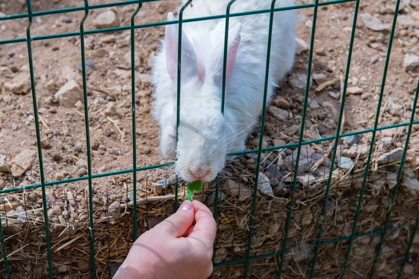 Beyaz Bir Tavşan Izgaradan Otla Beslenir Yüksek Kalite Fotoğraf — Stok fotoğraf