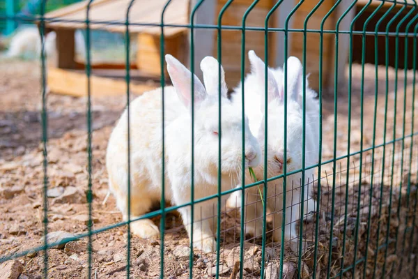 Een Wit Konijn Wordt Gras Gevoerd Door Een Rooster Hoge — Stockfoto