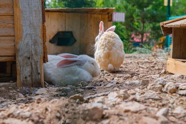 Many White Gray Rabbits Live Cage High Quality Photo — Φωτογραφία Αρχείου