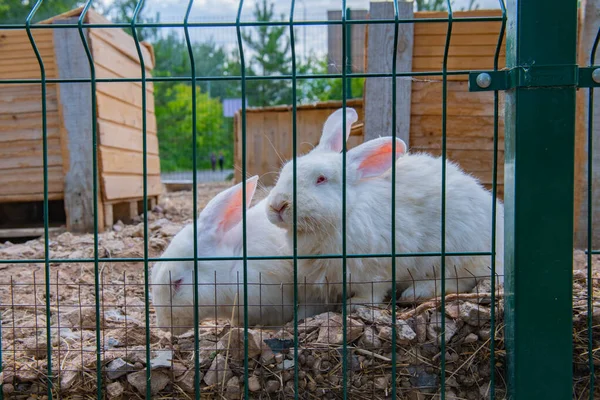 Beaucoup Lapins Blancs Gris Vivent Dans Une Cage Photo Haute — Photo