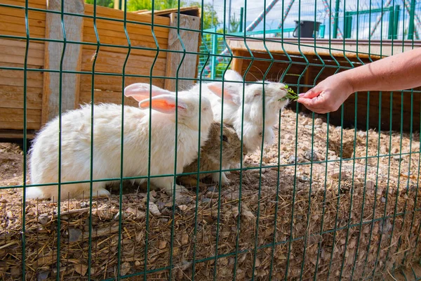 Many White Gray Rabbits Walk Pen High Quality Photo — Stock Photo, Image