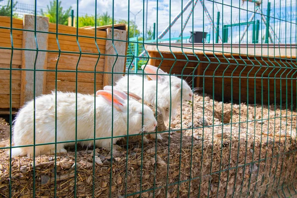 Several White Rabbits Sit Cage High Quality Photo — ストック写真