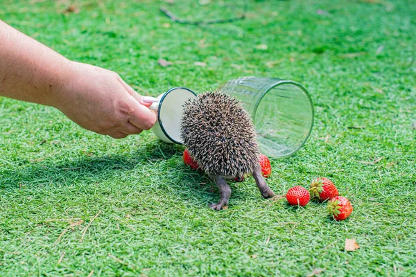 One Big Hedgehog Clearing Red Strawberries High Quality Photo — Photo