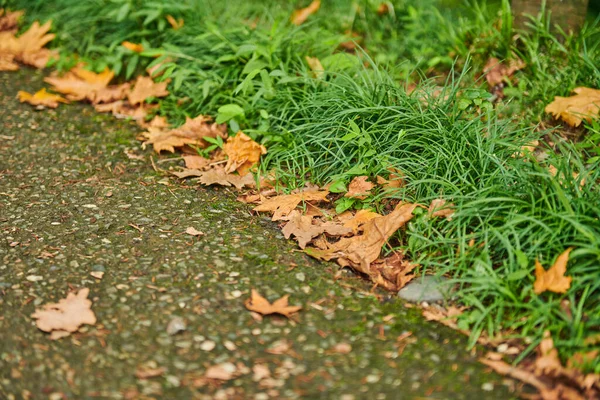 Yellow Leaves Path Botanical Garden Batumi High Quality Photo — Zdjęcie stockowe