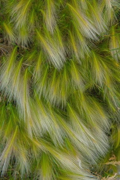 Very Green Feather Grass Background Texture High Quality Photo — 스톡 사진
