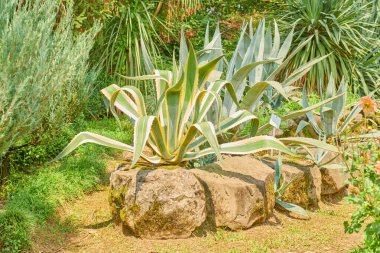 Batumi botanik bahçesindeki agave American Marginata. Yüksek kalite fotoğraf