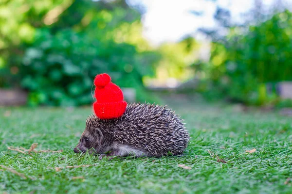 One Hedgehog Green Meadow Red Cap High Quality Photo — Photo